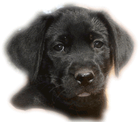Bild vom Hundebaby Sam